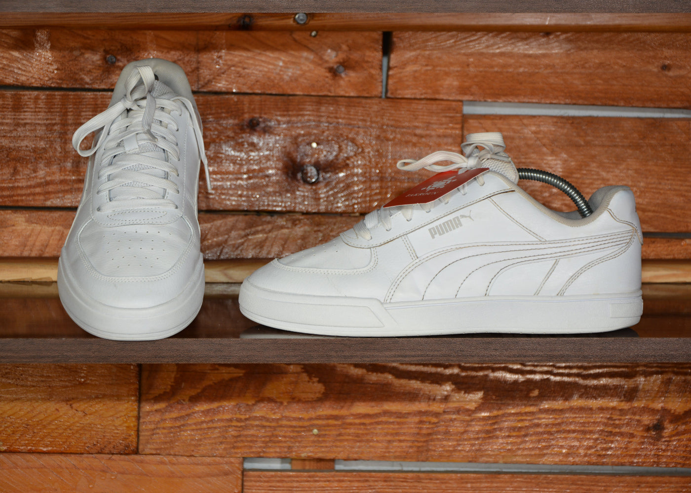 Puma caven