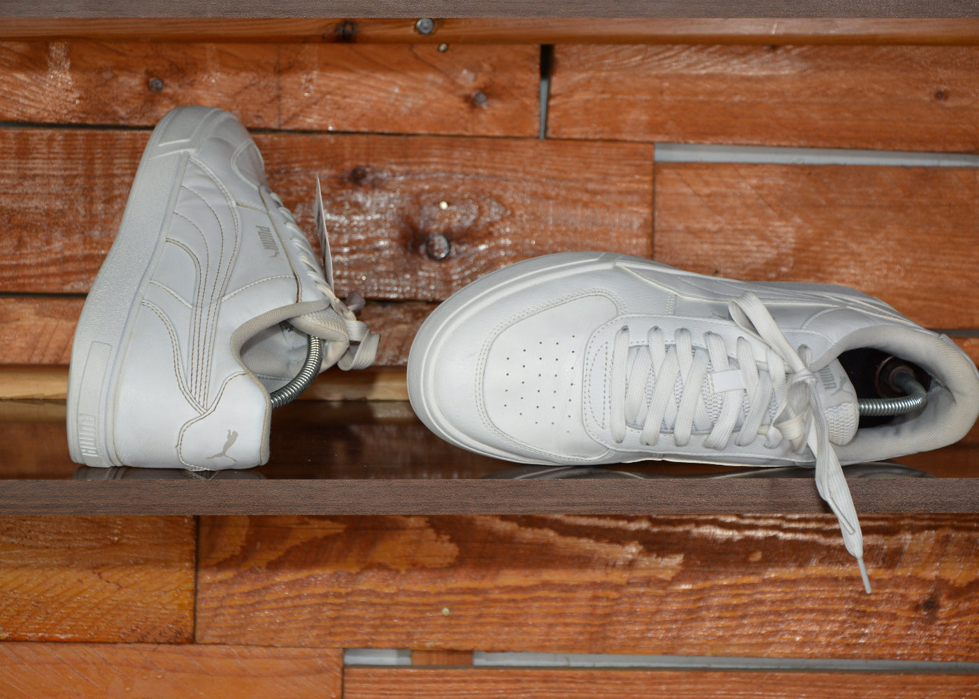 Puma caven